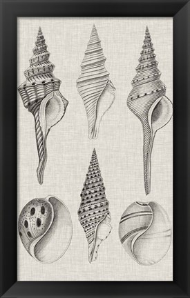 Framed Charcoal &amp; Linen Shells II Print