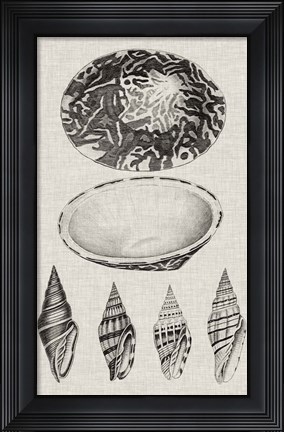 Framed Charcoal &amp; Linen Shells III Print