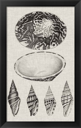 Framed Charcoal &amp; Linen Shells III Print