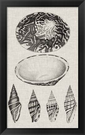 Framed Charcoal &amp; Linen Shells III Print