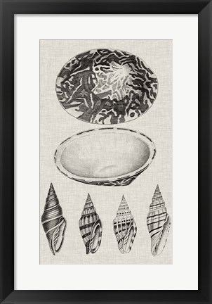 Framed Charcoal &amp; Linen Shells III Print