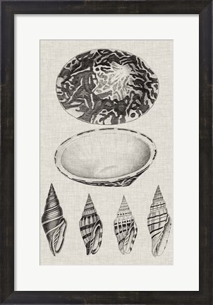 Framed Charcoal &amp; Linen Shells III Print