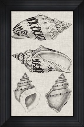 Framed Charcoal &amp; Linen Shells IV Print