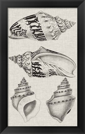 Framed Charcoal &amp; Linen Shells IV Print