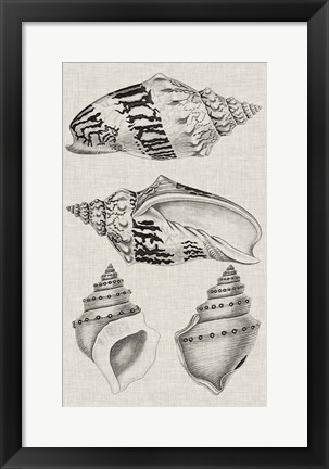 Framed Charcoal &amp; Linen Shells IV Print