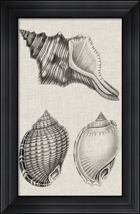 Framed Charcoal &amp; Linen Shells V Print