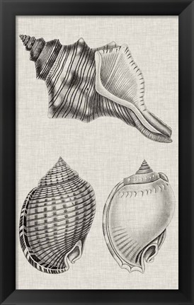 Framed Charcoal &amp; Linen Shells V Print