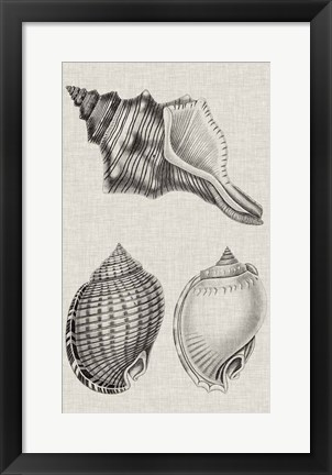 Framed Charcoal &amp; Linen Shells V Print