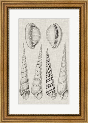 Framed Charcoal &amp; Linen Shells VI Print