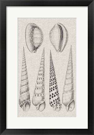 Framed Charcoal &amp; Linen Shells VI Print