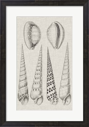 Framed Charcoal &amp; Linen Shells VI Print