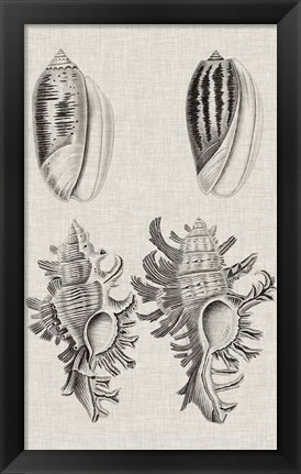 Framed Charcoal &amp; Linen Shells VII Print