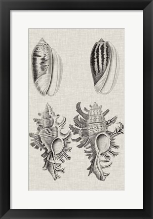 Framed Charcoal &amp; Linen Shells VII Print