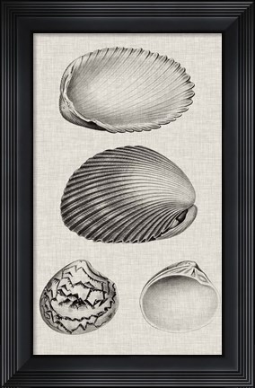 Framed Charcoal &amp; Linen Shells VIII Print