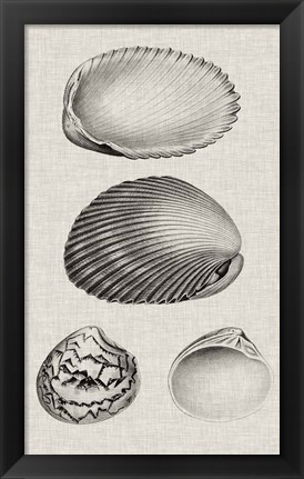 Framed Charcoal &amp; Linen Shells VIII Print