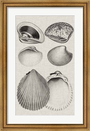 Framed Charcoal &amp; Linen Shells IX Print