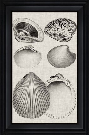 Framed Charcoal &amp; Linen Shells IX Print