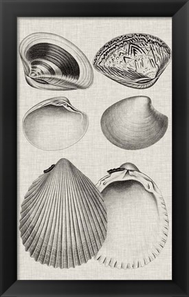 Framed Charcoal &amp; Linen Shells IX Print