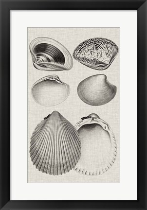 Framed Charcoal &amp; Linen Shells IX Print