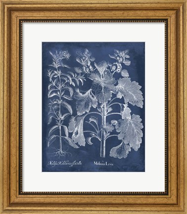 Framed Besler Leaves in Indigo I Print