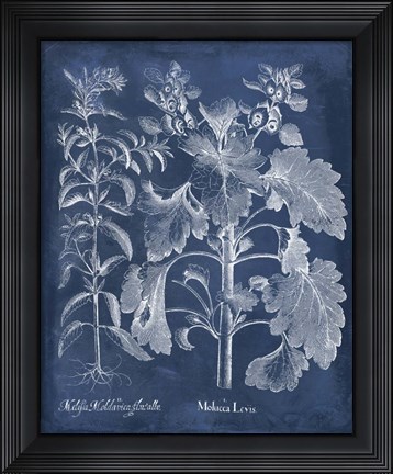 Framed Besler Leaves in Indigo I Print