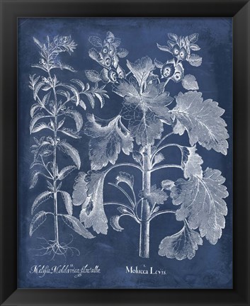 Framed Besler Leaves in Indigo I Print