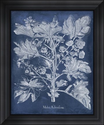 Framed Besler Leaves in Indigo II Print
