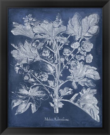 Framed Besler Leaves in Indigo II Print