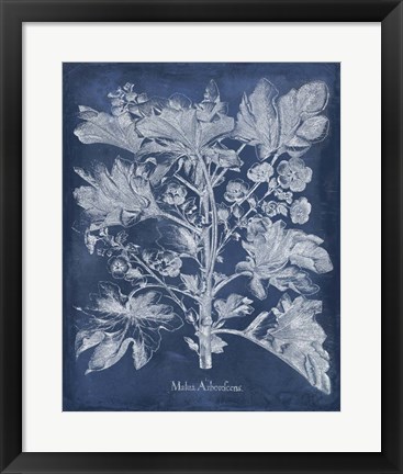 Framed Besler Leaves in Indigo II Print