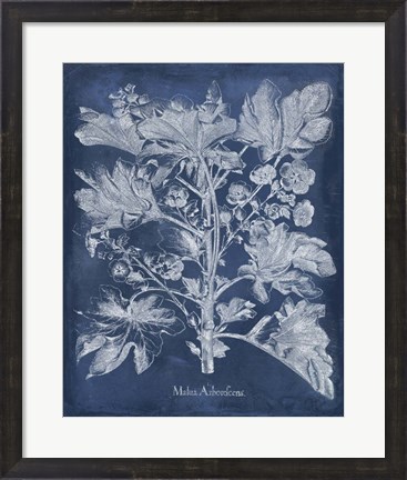 Framed Besler Leaves in Indigo II Print