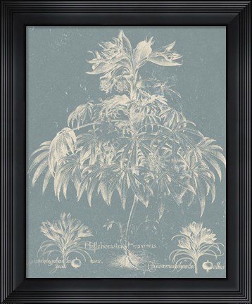 Framed Delicate Besler Botanical I Print