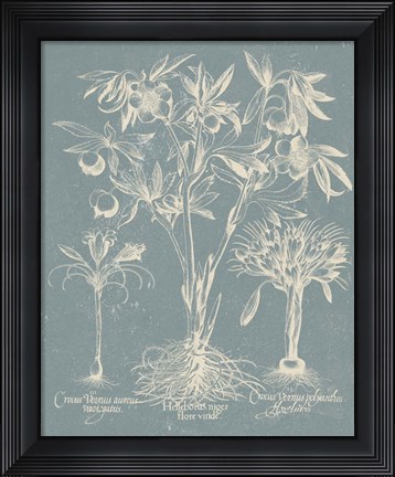 Framed Delicate Besler Botanical II Print