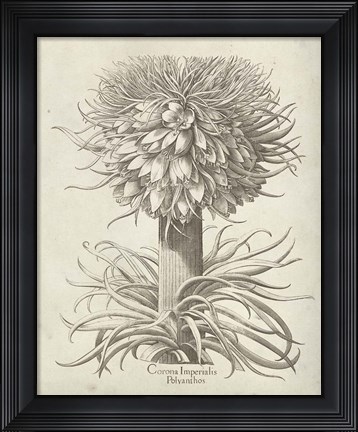 Framed Fresco Crown Imperial I Print