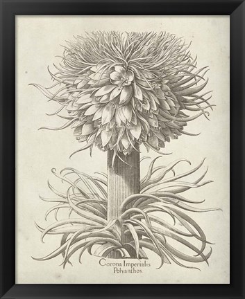 Framed Fresco Crown Imperial I Print