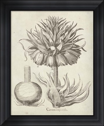 Framed Fresco Crown Imperial II Print