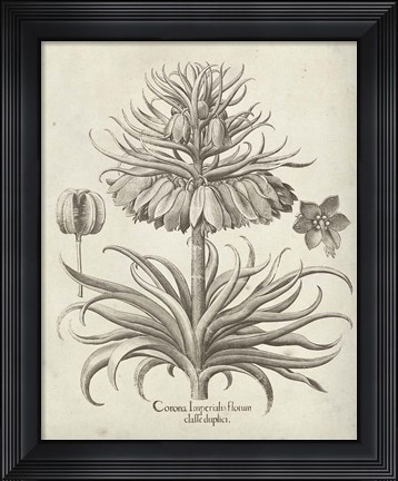 Framed Fresco Crown Imperial III Print