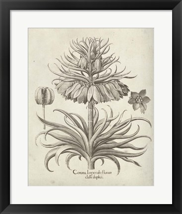 Framed Fresco Crown Imperial III Print