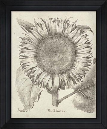 Framed Fresco Sunflower I Print