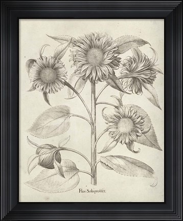 Framed Fresco Sunflower II Print