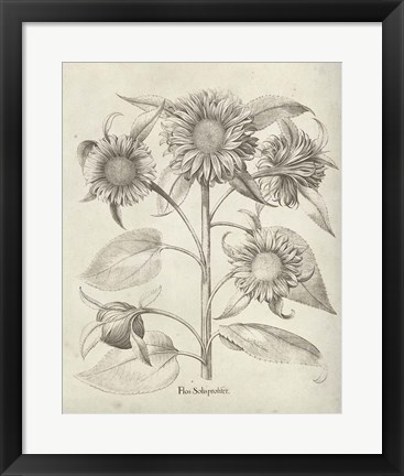 Framed Fresco Sunflower II Print