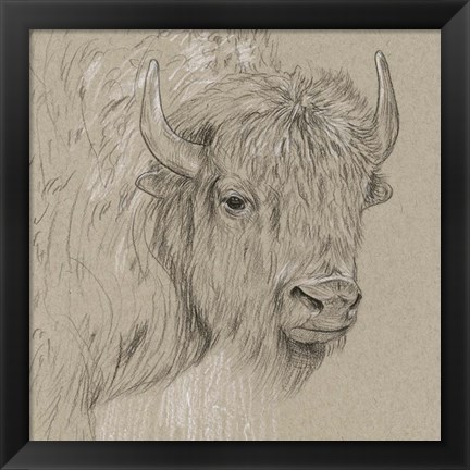 Framed Bison Sketch I Print