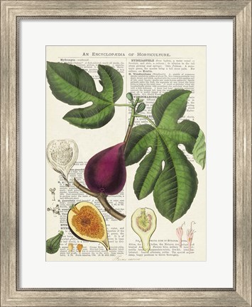 Framed Fruits de Saison, Figues Print