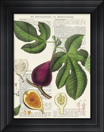 Framed Fruits de Saison, Figues Print