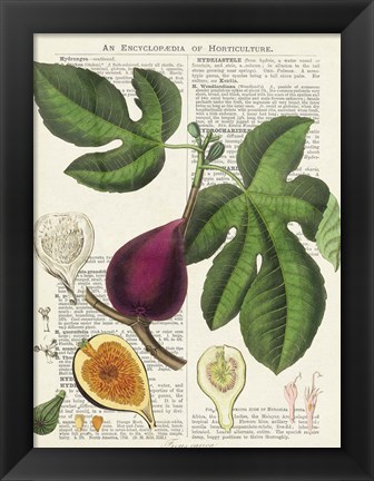 Framed Fruits de Saison, Figues Print