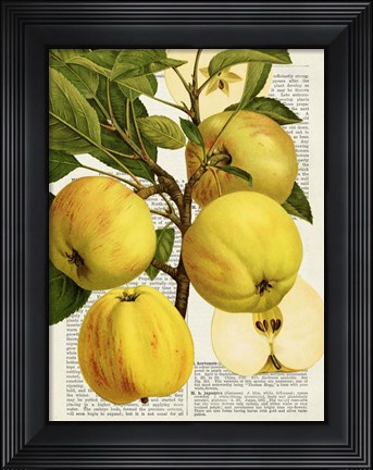 Framed Fruits de Saison, Pommes Print