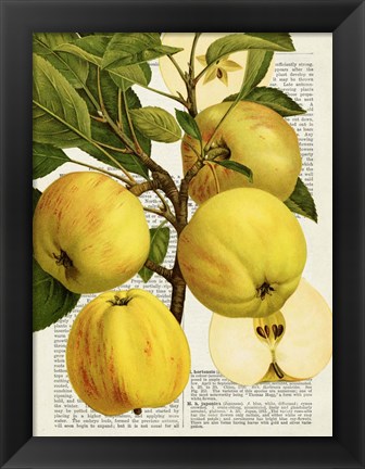 Framed Fruits de Saison, Pommes Print