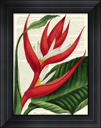 Framed Vintage Botany I Print