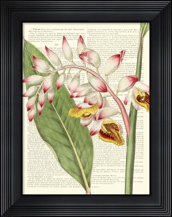 Framed Vintage Botany II Print