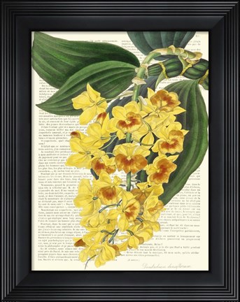 Framed Vintage Botany III Print
