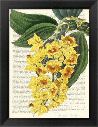 Framed Vintage Botany III Print